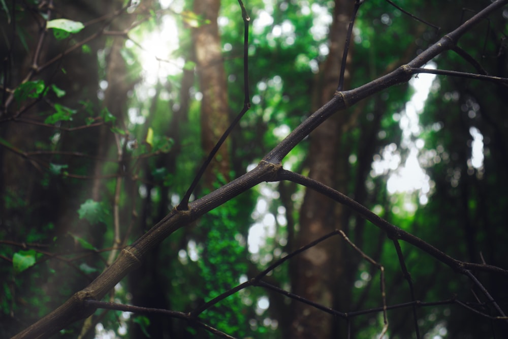 a bird perched on a tree branch in a forest