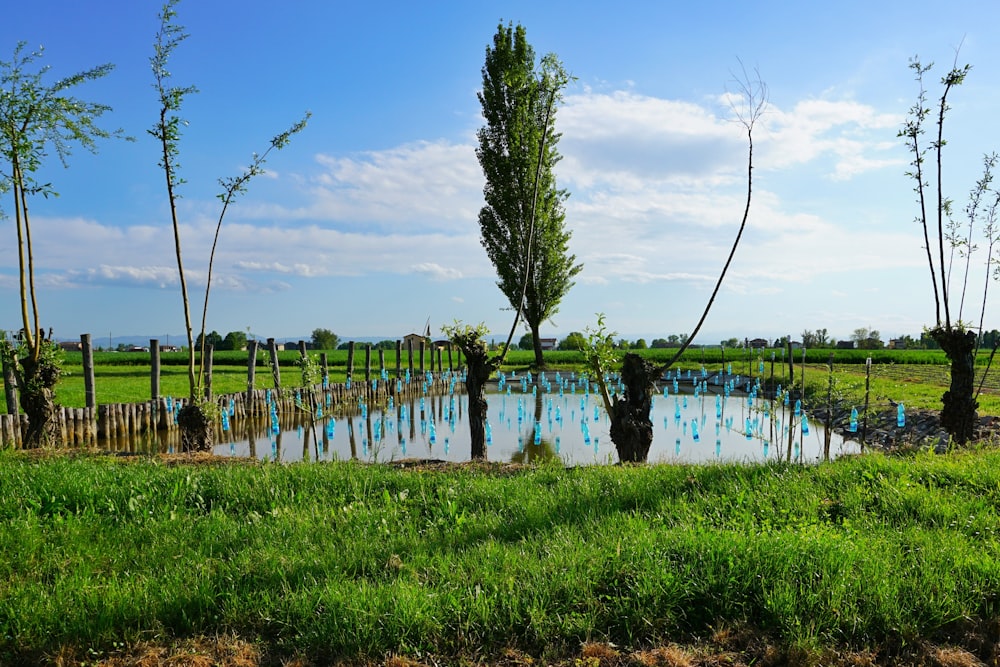 a pond surrounded by trees in a green field