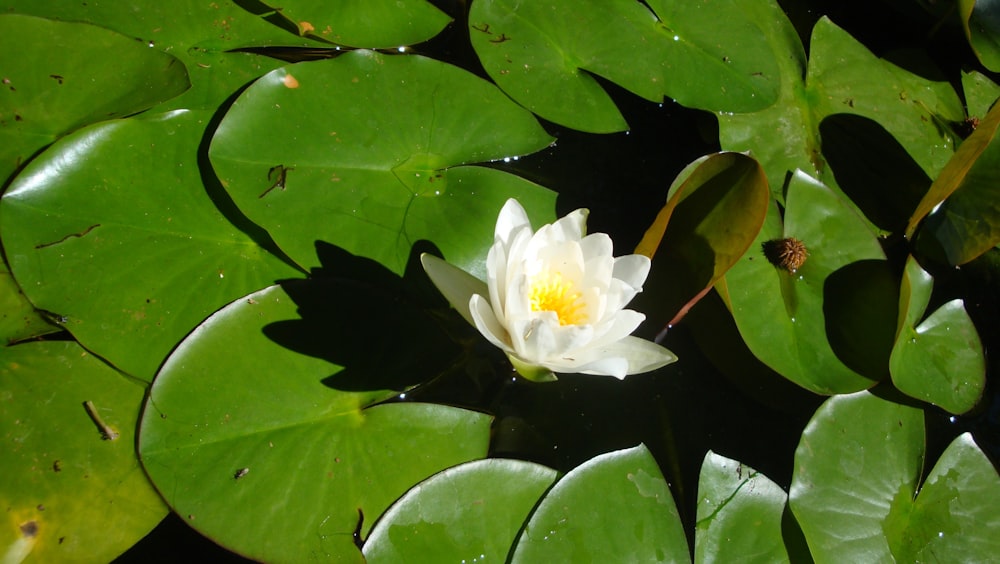 a white water lily in a pond surrounded by green leaves