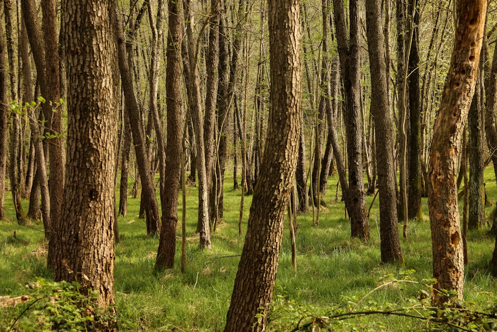 a forest filled with lots of tall trees