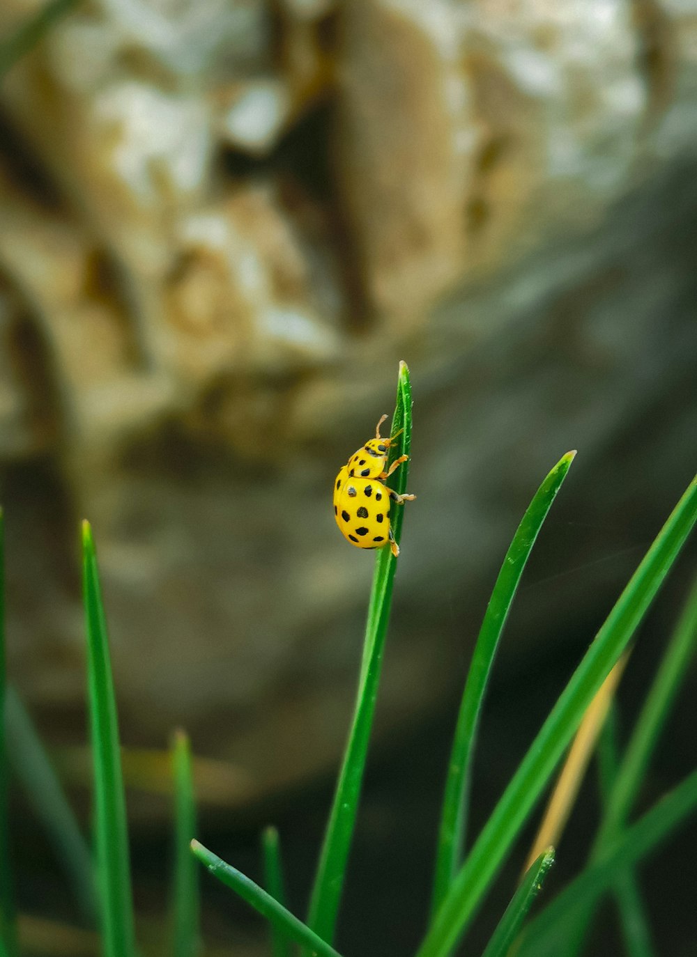 a yellow and black bug sitting on top of a green plant