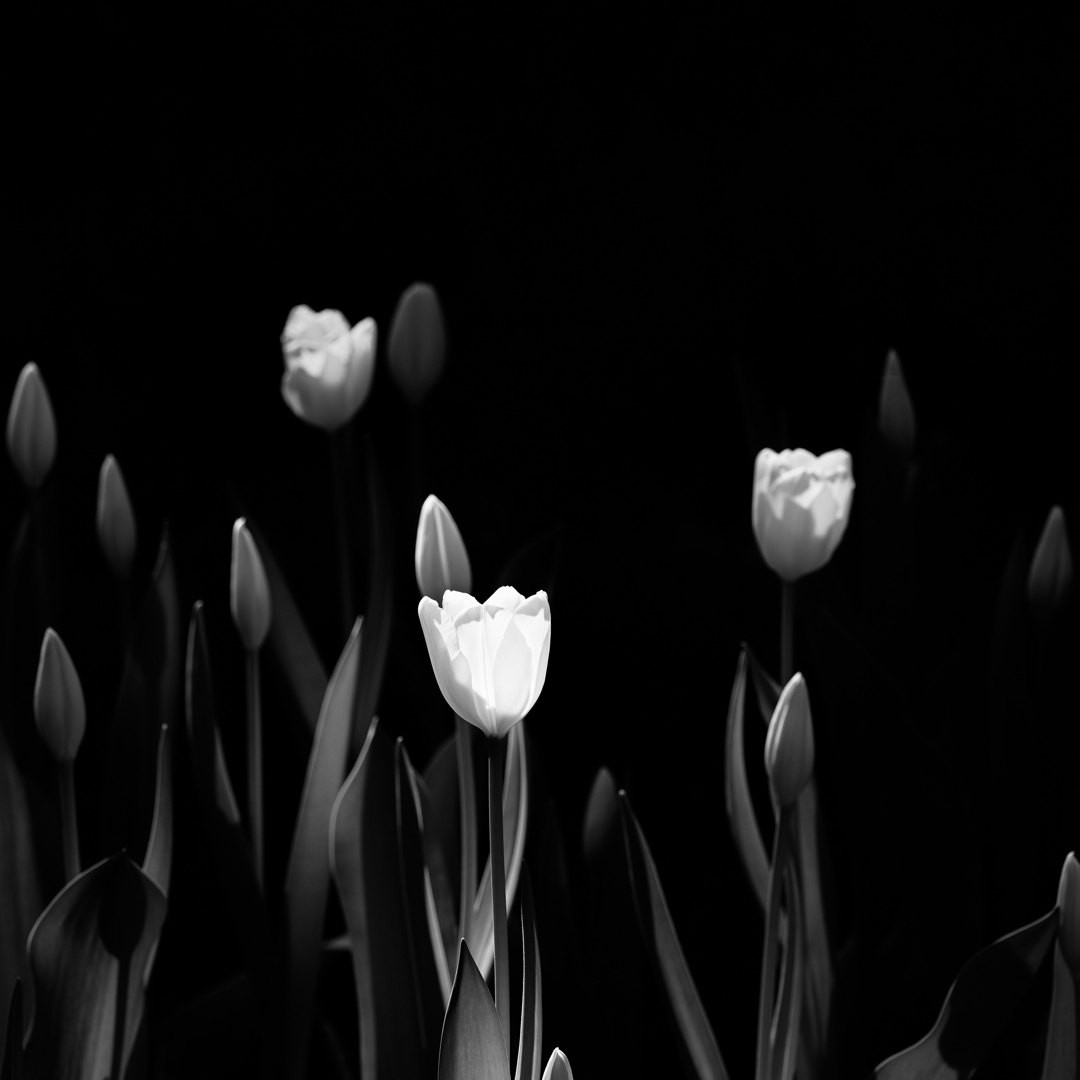 チュ－リップ モノクロ原画 photo-1650524616998-