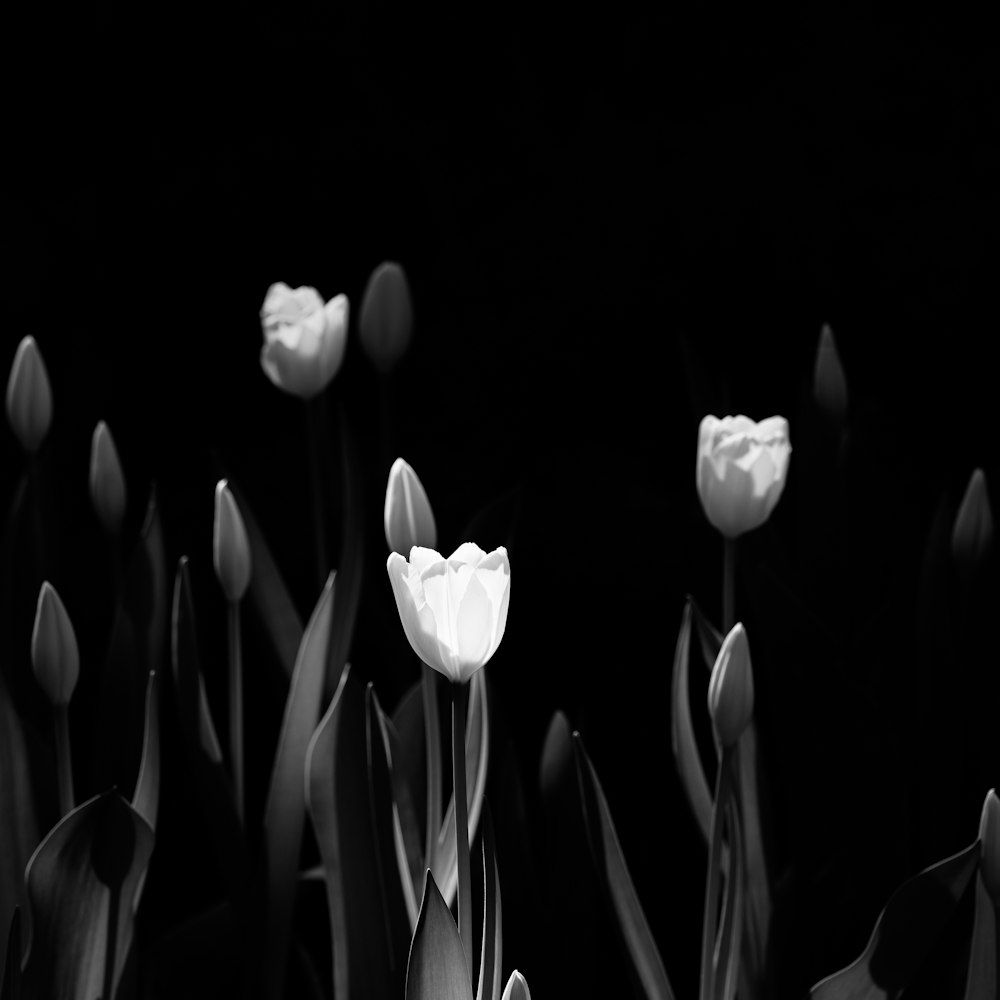 a black and white photo of tulips