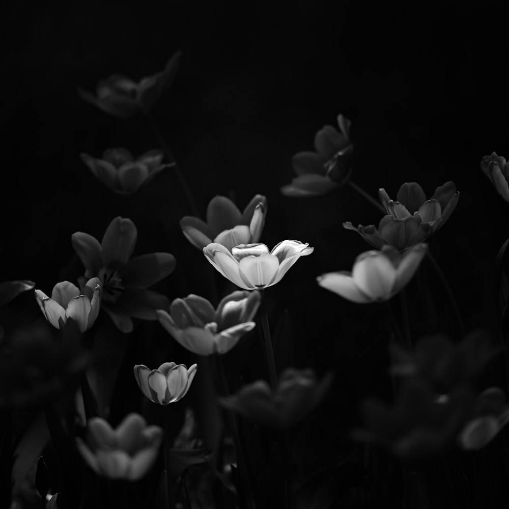 a black and white photo of a bunch of flowers