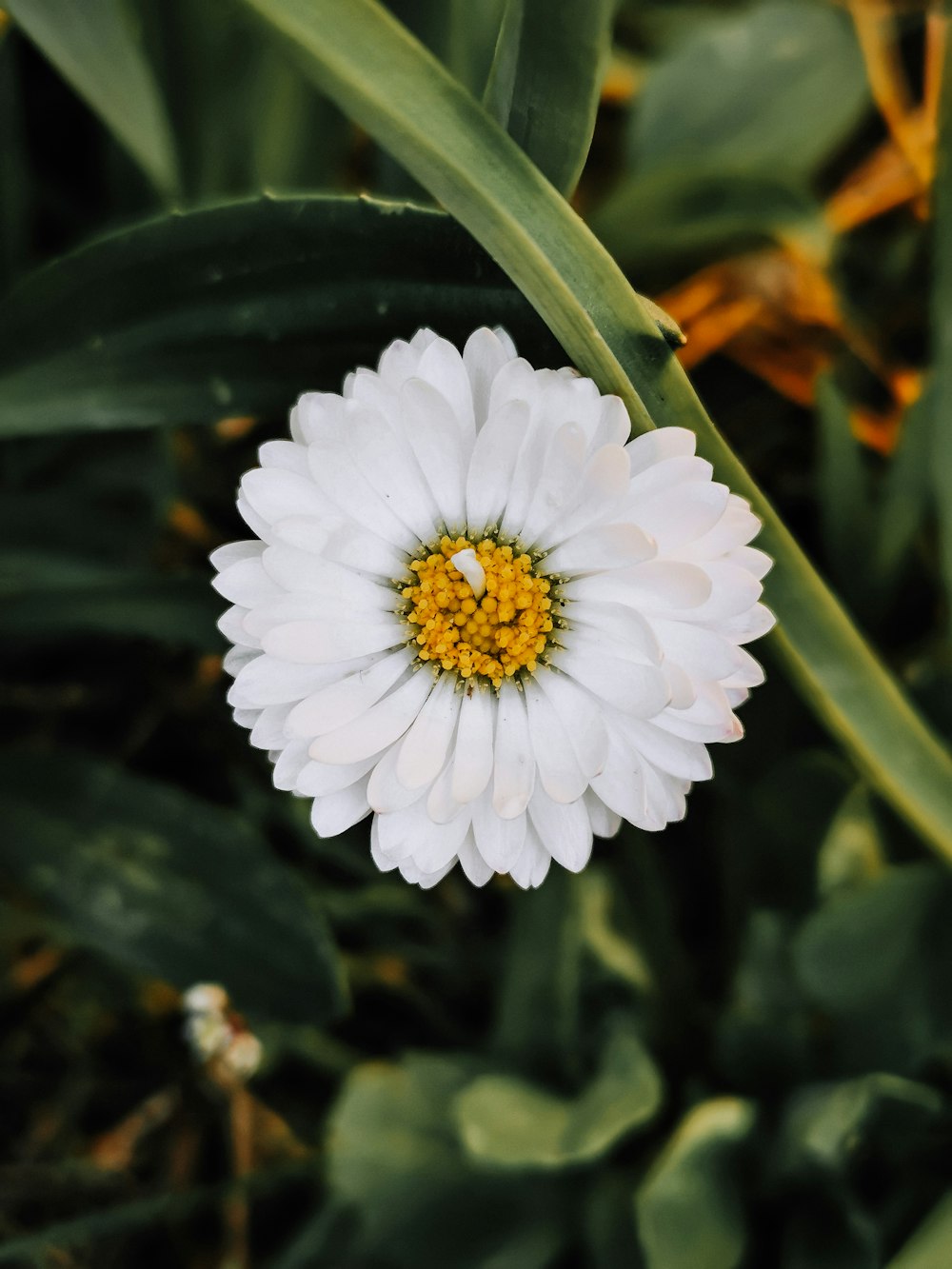 a white flower with a yellow center surrounded by green leaves