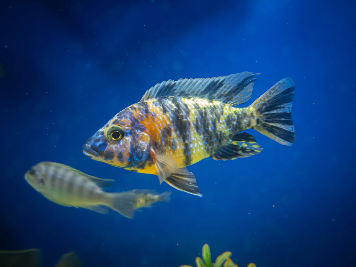 Cíclido de colores vivos en un acuario