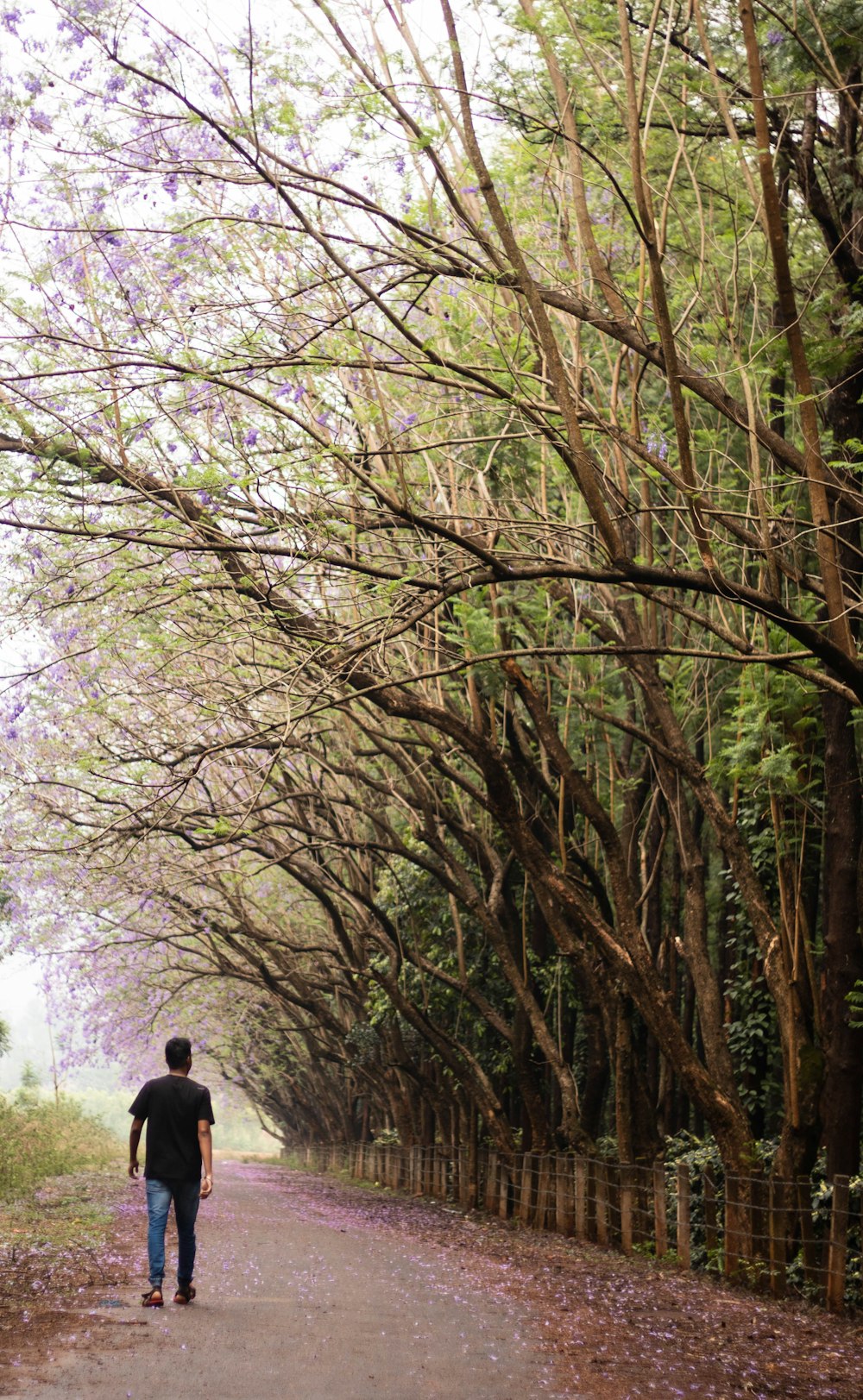 a man walking down a tree lined road