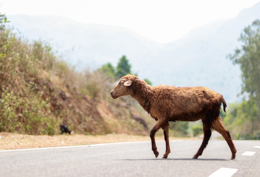 a brown goat walking across a street next to a forest