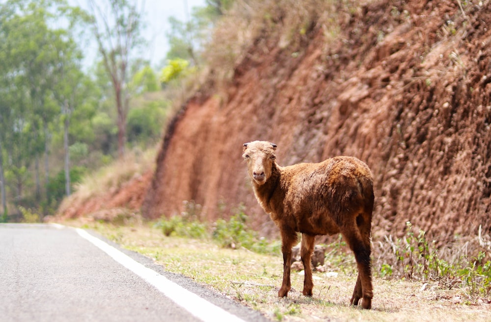 a brown goat standing on the side of a road