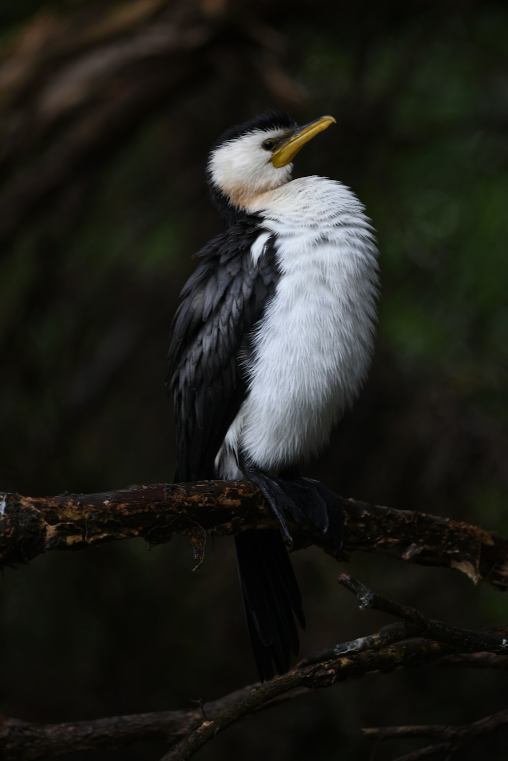 a black and white bird sitting on top of a tree branch