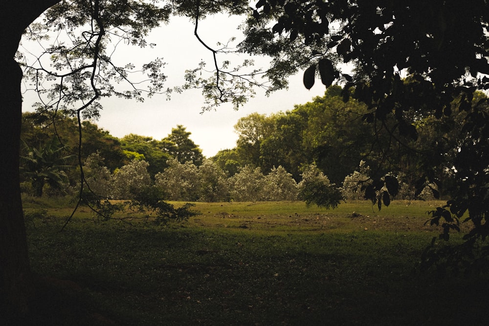 an open field with trees and grass in the background