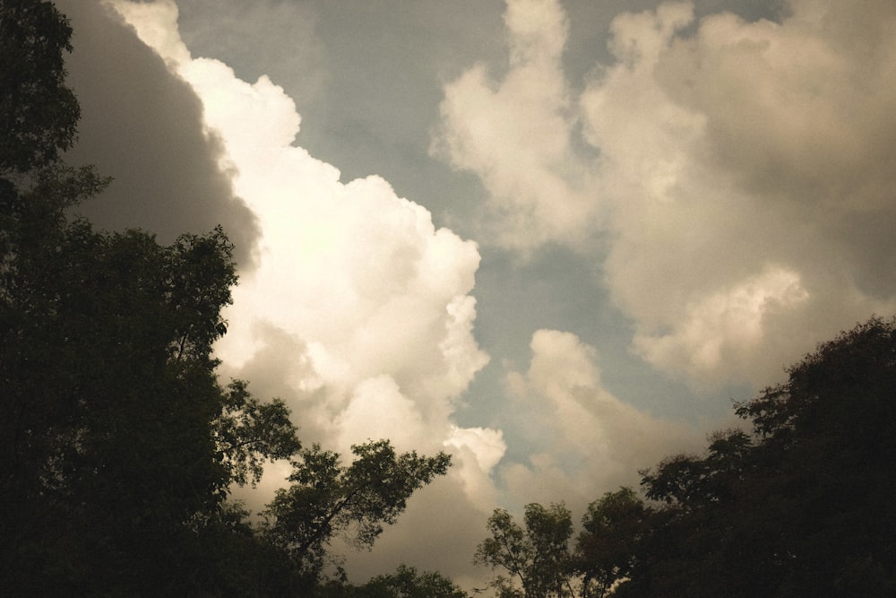 a group of trees with a cloudy sky in the background