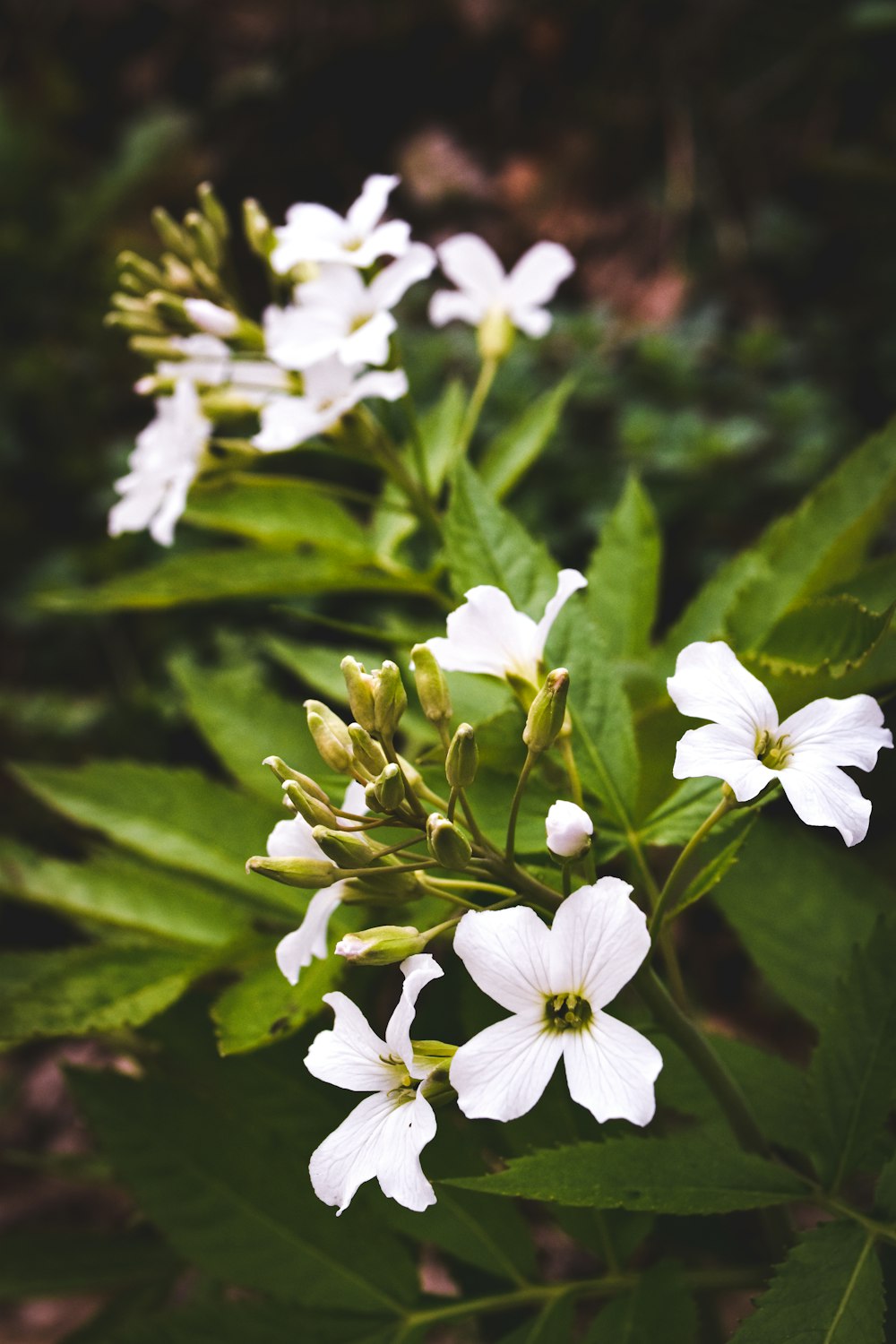 a bunch of white flowers that are on a plant