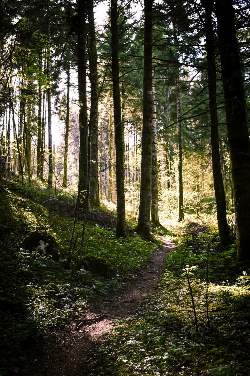 a path in the middle of a forest with lots of trees