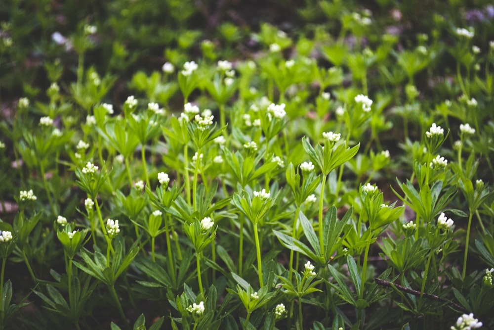 a close up of a bunch of flowers in a field