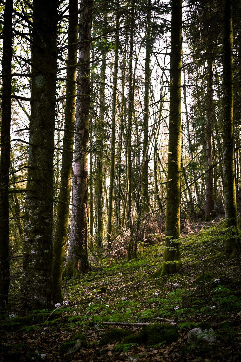 a forest filled with lots of tall trees