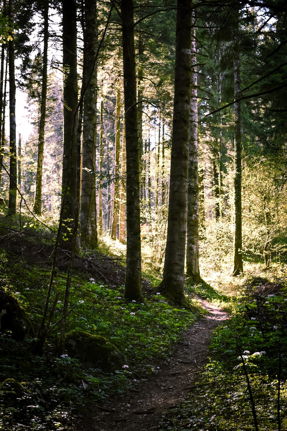 a path in the woods with trees and grass