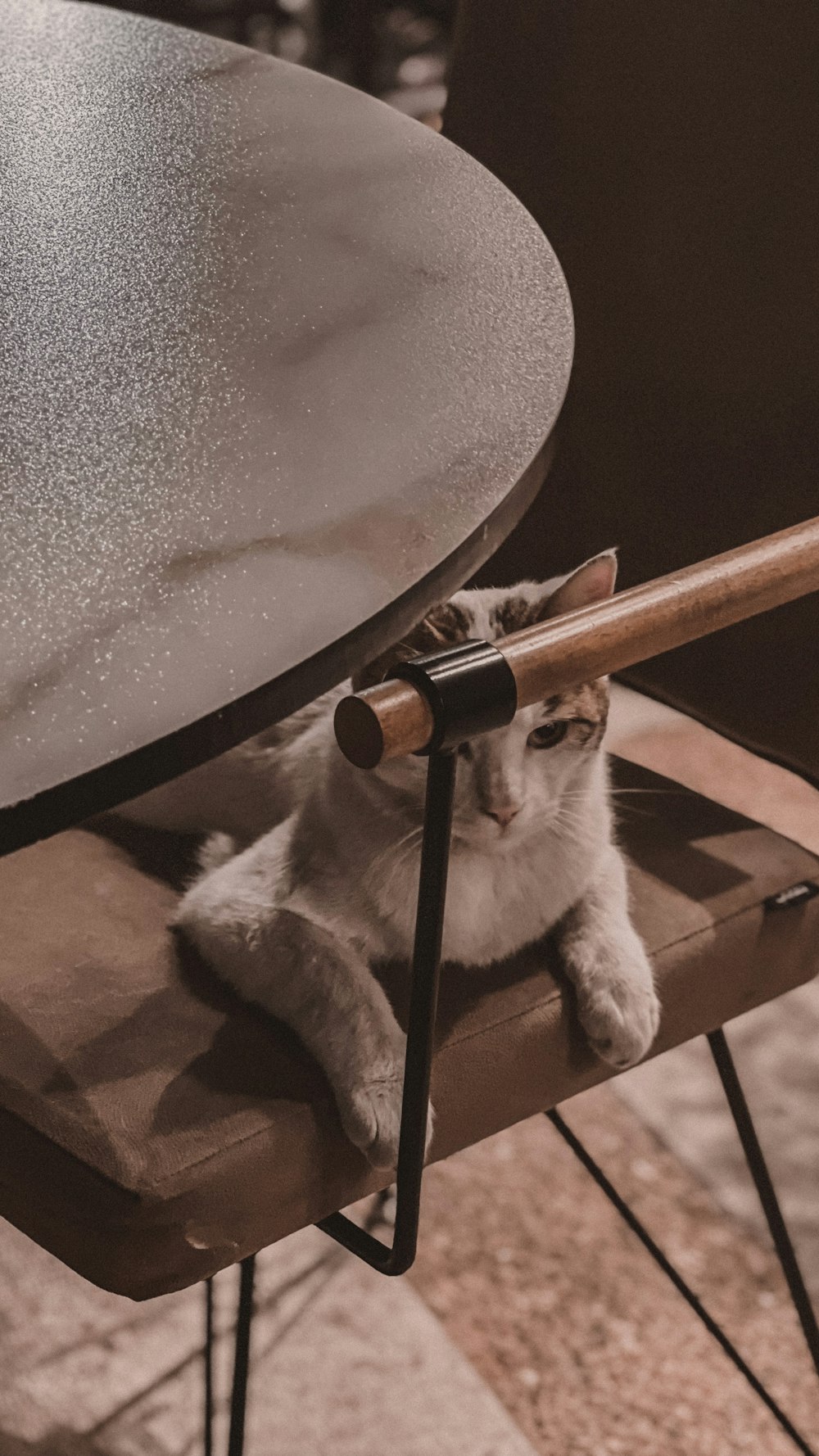 a cat sitting on a chair under a table
