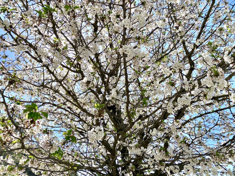 a large tree with white flowers and green leaves