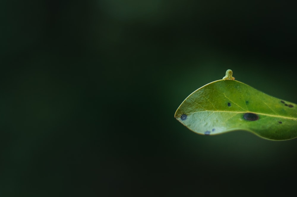 a close up of a green leaf with drops of water on it