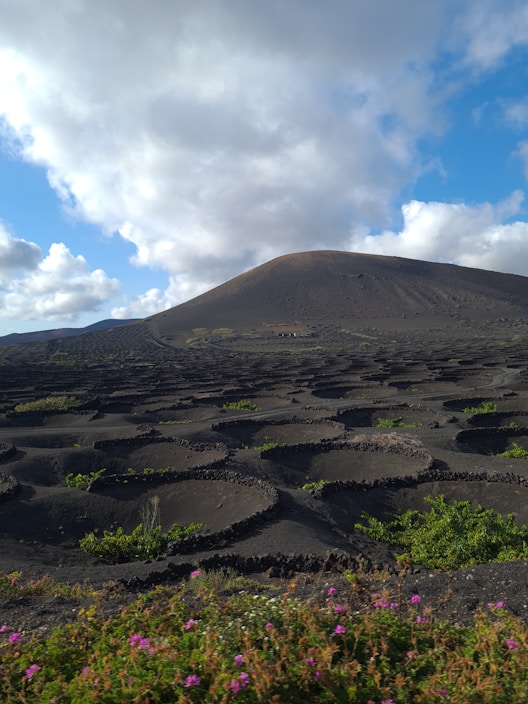 A volcanic landscape features a barren, dark surface with circular stone enclosures scattered across the ground. These enclosures contain small green shrubs and vegetation, providing a stark contrast to the dark volcanic soil. In the foreground, colorful wildflowers add a touch of vibrancy. A cloudy sky with patches of blue looms above the scene, and a lone volcanic hill rises in the background.