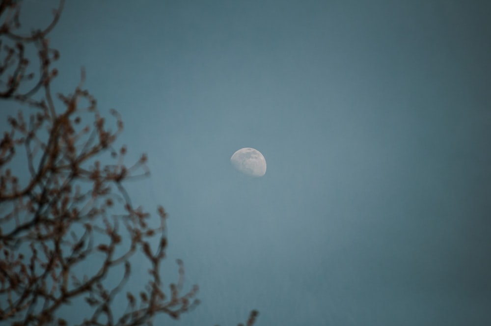 a full moon seen through the branches of a tree