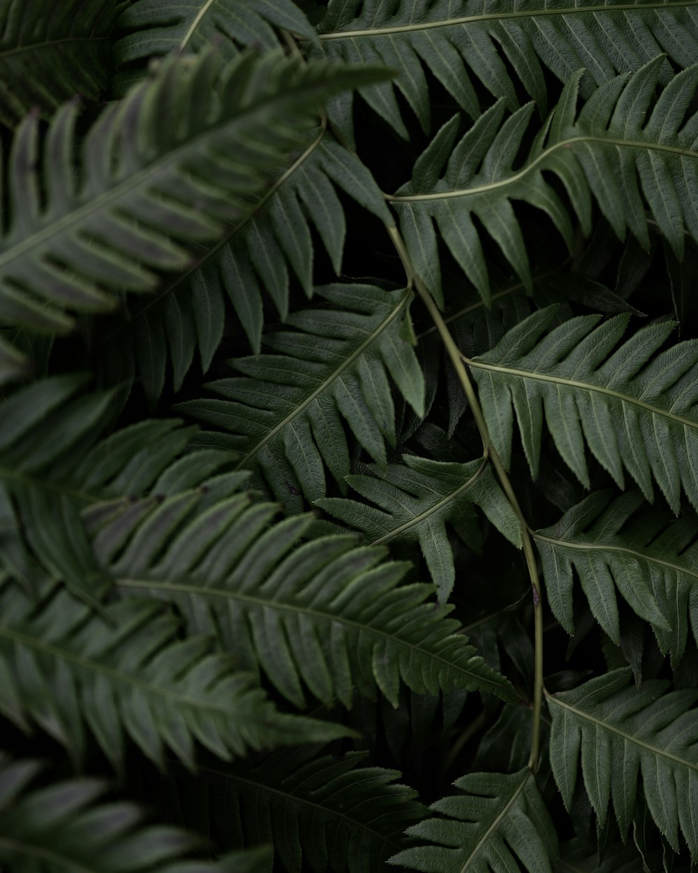 a close up of a green leafy plant