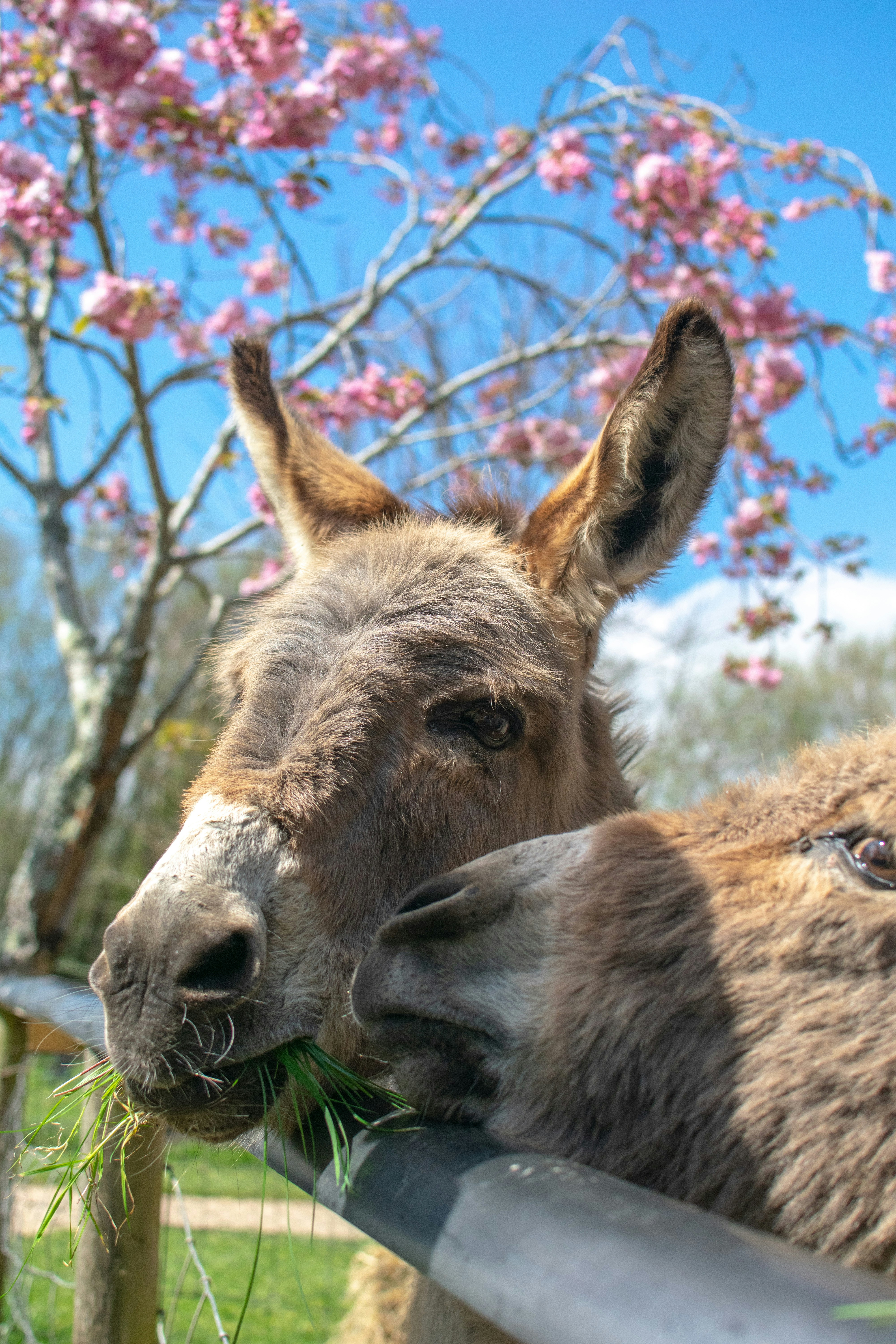 two donkeys eating grass in a fenced in area