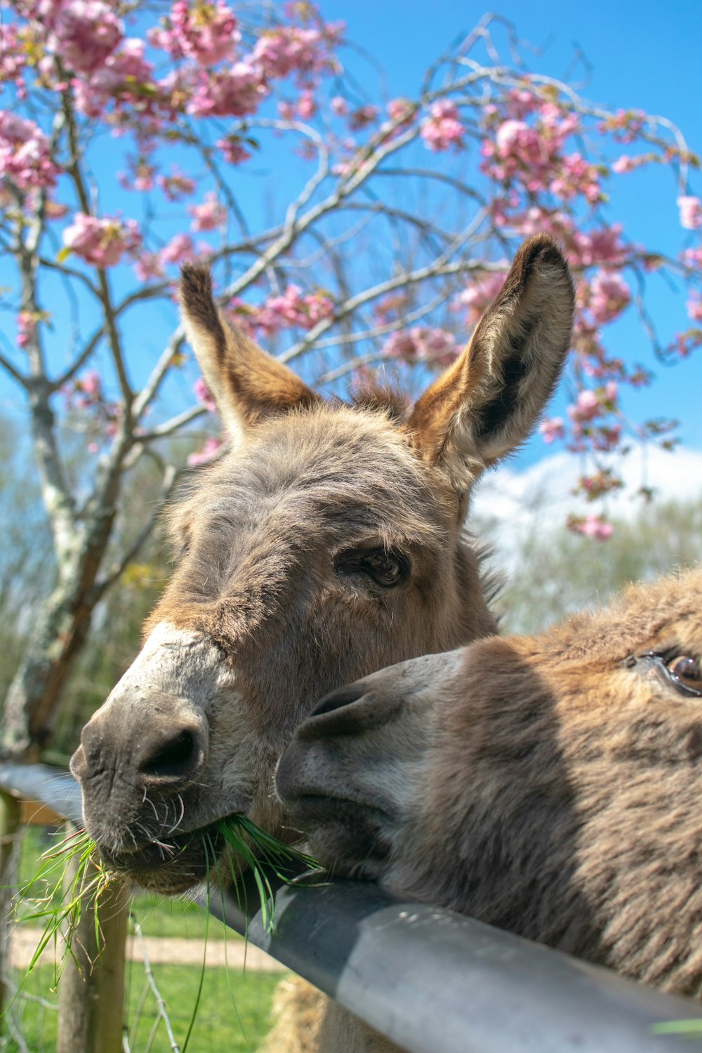 two donkeys eating grass in a fenced in area