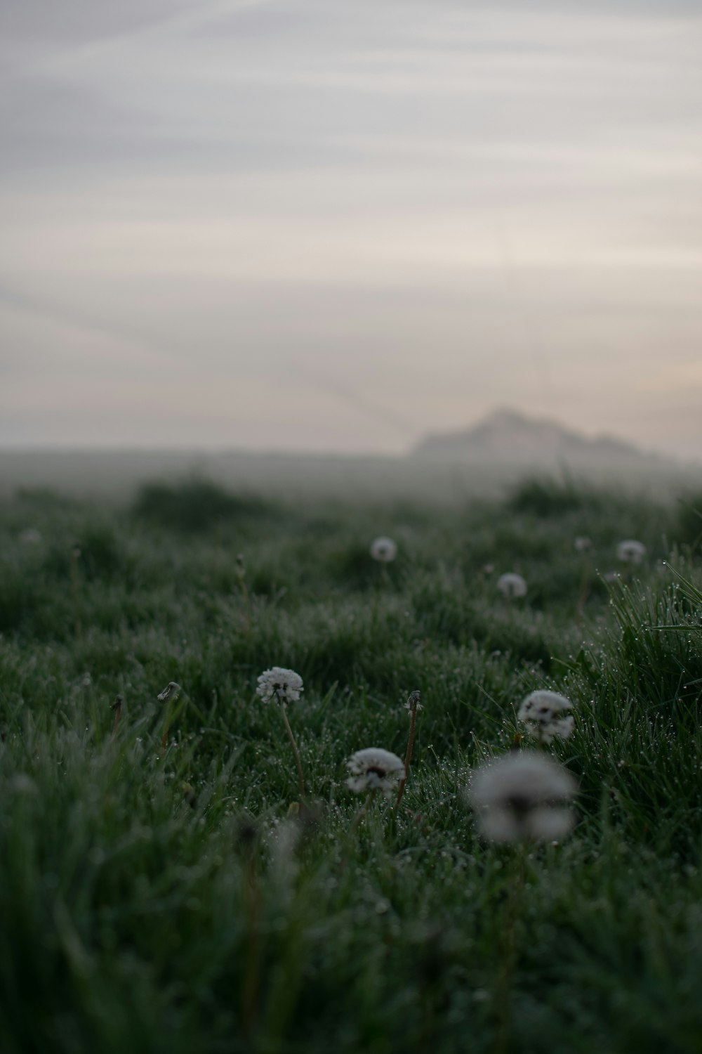 a field with a bunch of dandelions in the grass