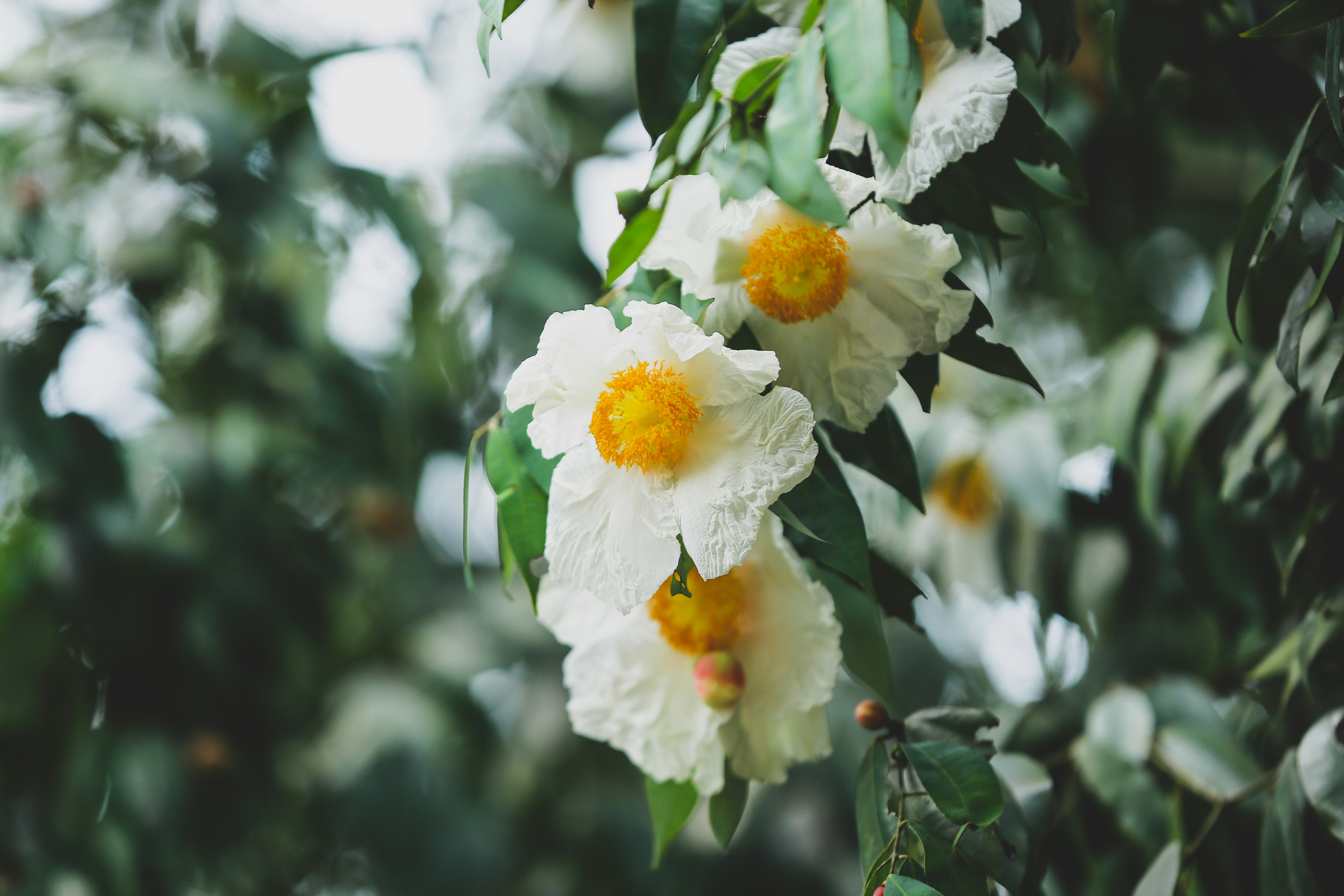 Ein Strauß weißer Blumen, die an einem Baum hängen