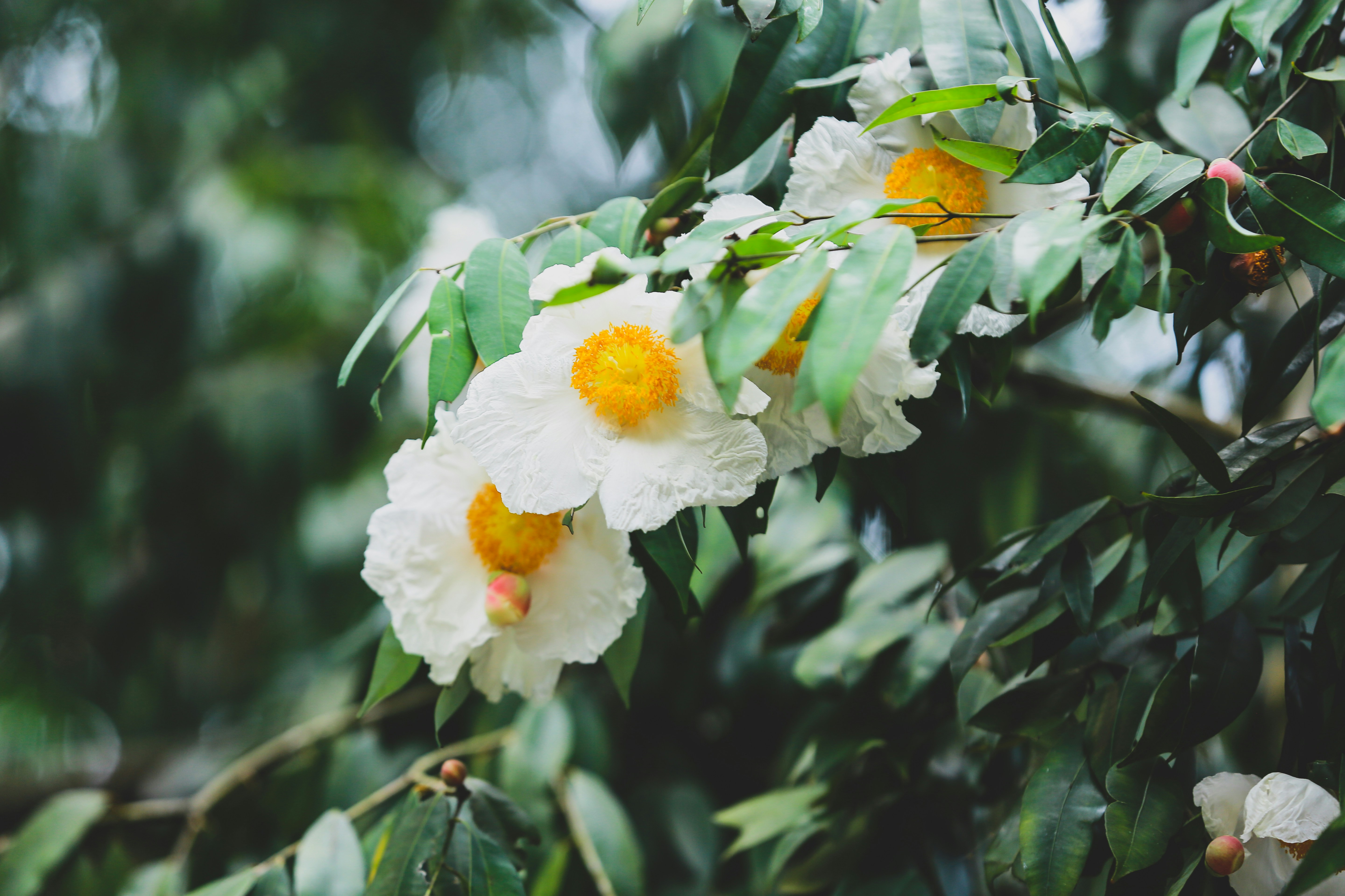 Nahaufnahme eines Baumes mit weißen und gelben Blüten