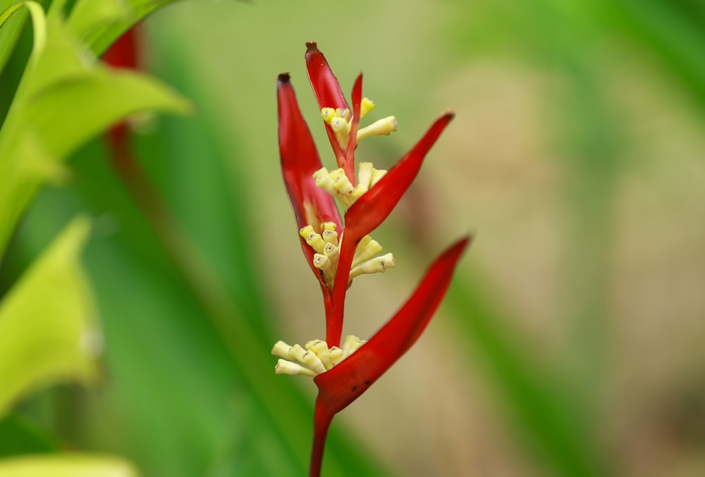 a close up of a red flower with yellow stamen