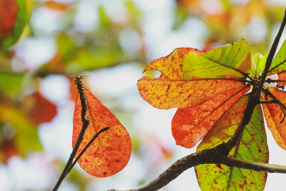 a close up of leaves on a tree branch