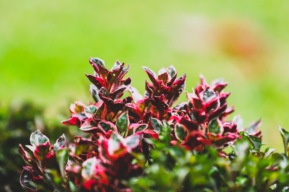 a close up of some red flowers in a field