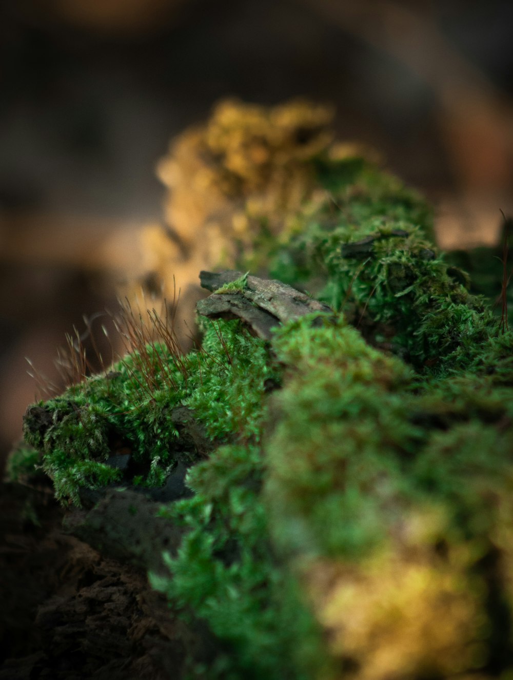 a close up of moss growing on a log