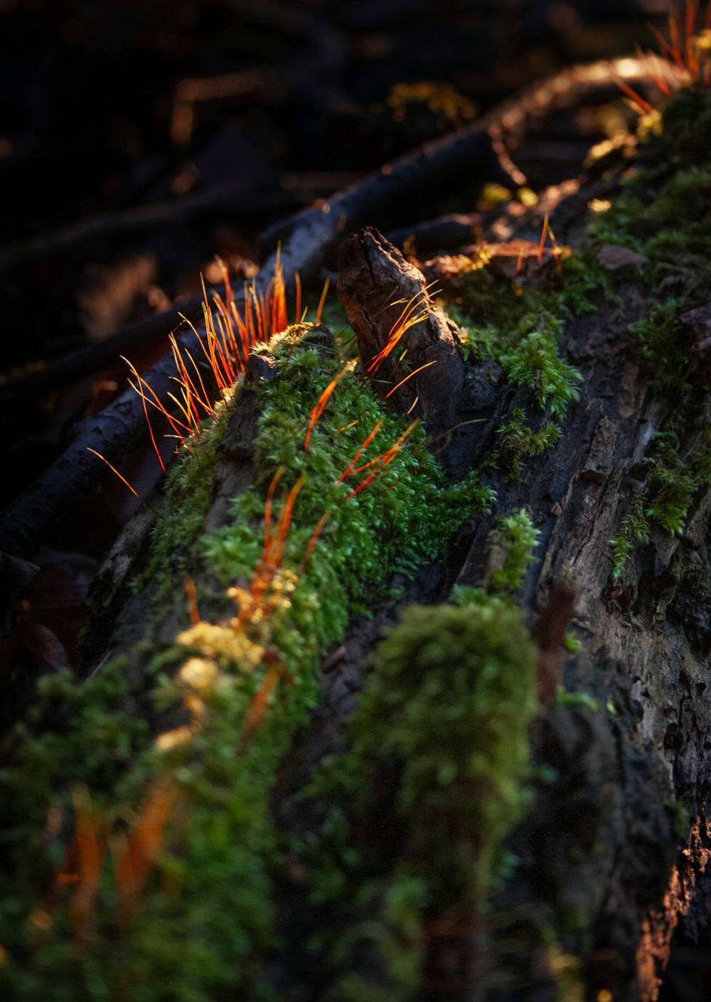 a close up of moss growing on a log