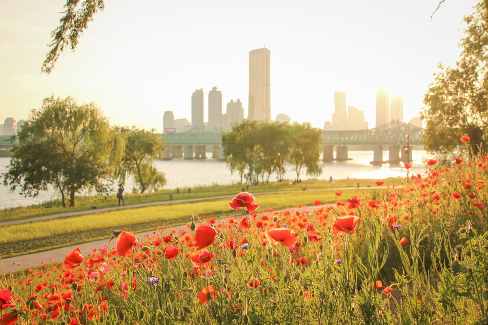 a field of red flowers with a city in the background