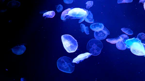 a group of jellyfish swimming in an aquarium