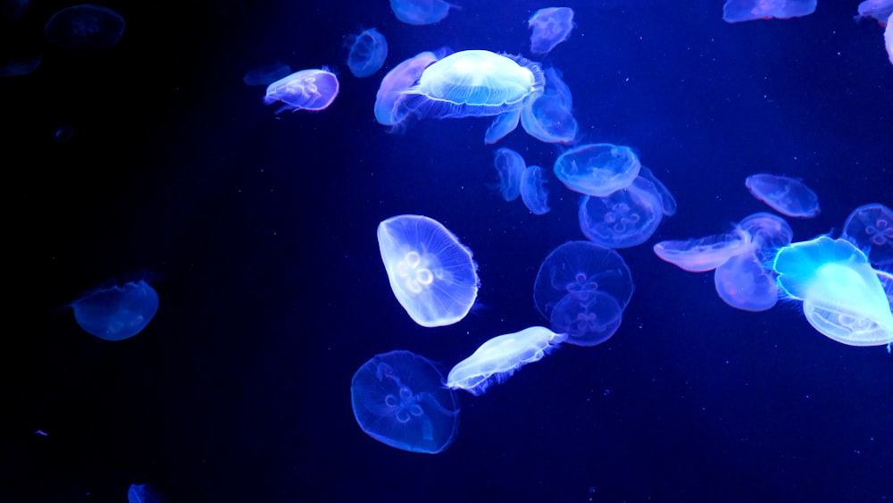 a group of jellyfish swimming in an aquarium