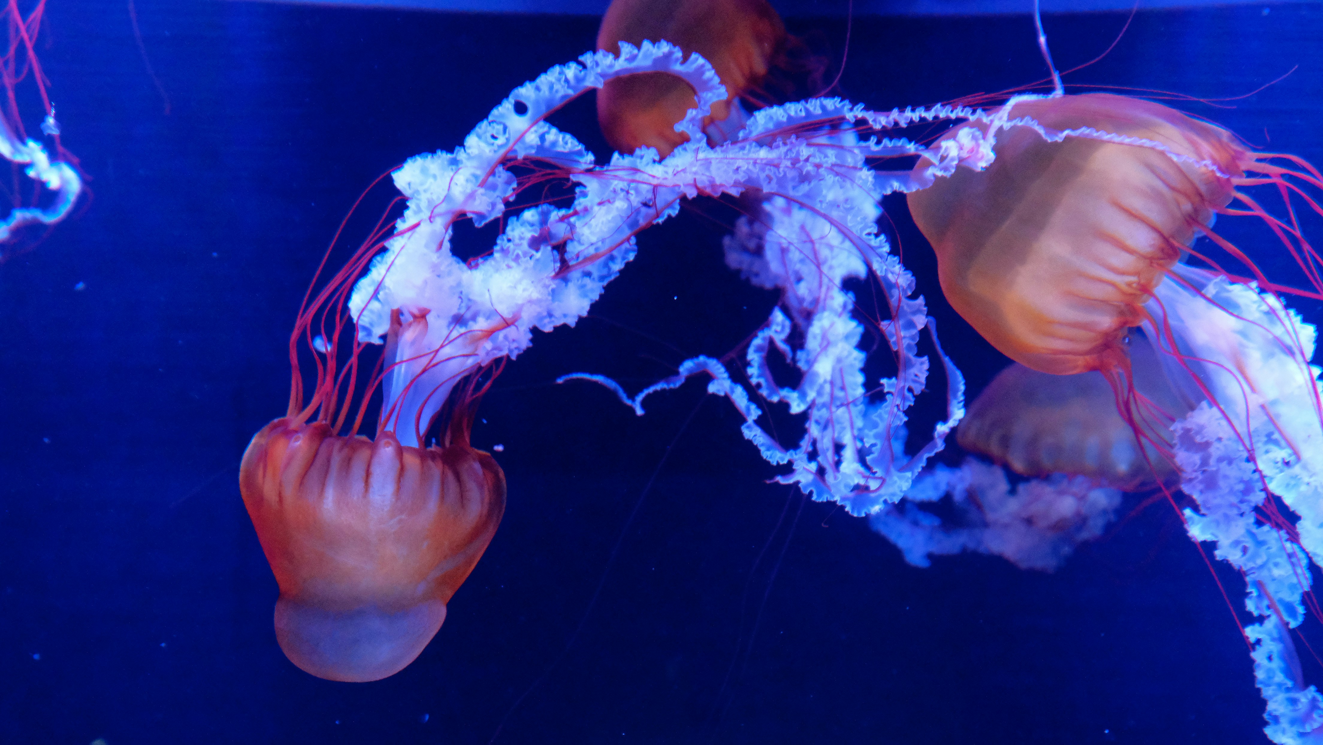 a group of jellyfish swimming in an aquarium