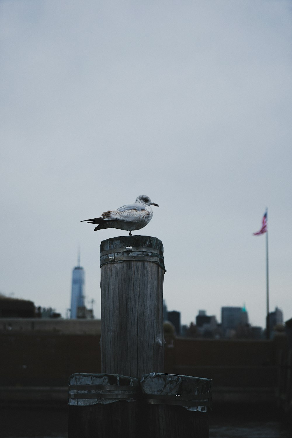 a seagull sitting on top of a wooden post