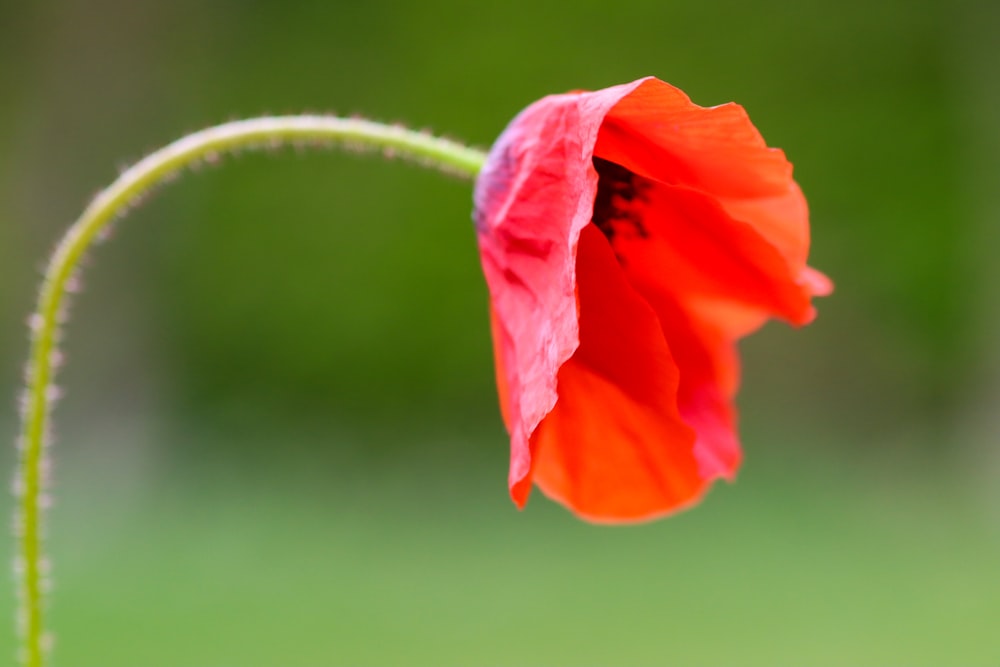 a single red flower with a green background