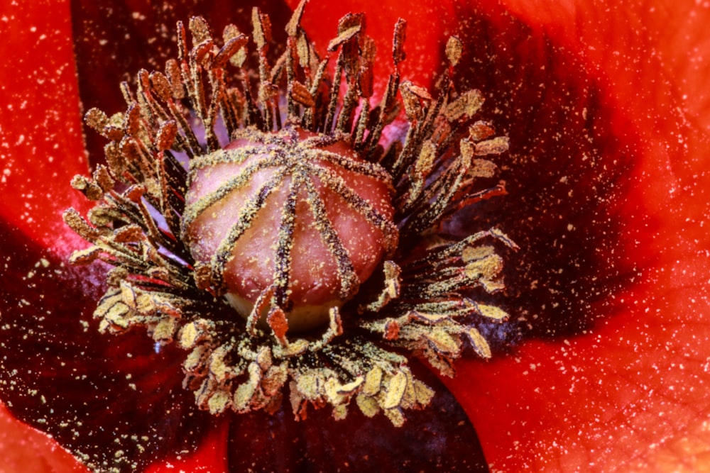 a close up view of a red flower