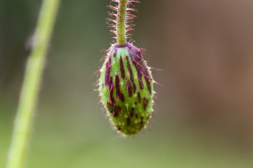 a close up of a flower on a plant