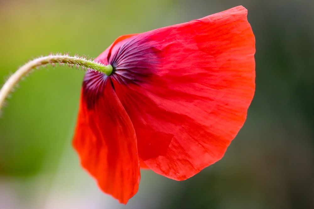 a close up of a red flower with a blurry background