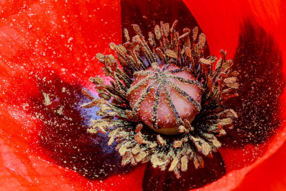 a close up of a red flower with yellow stamen