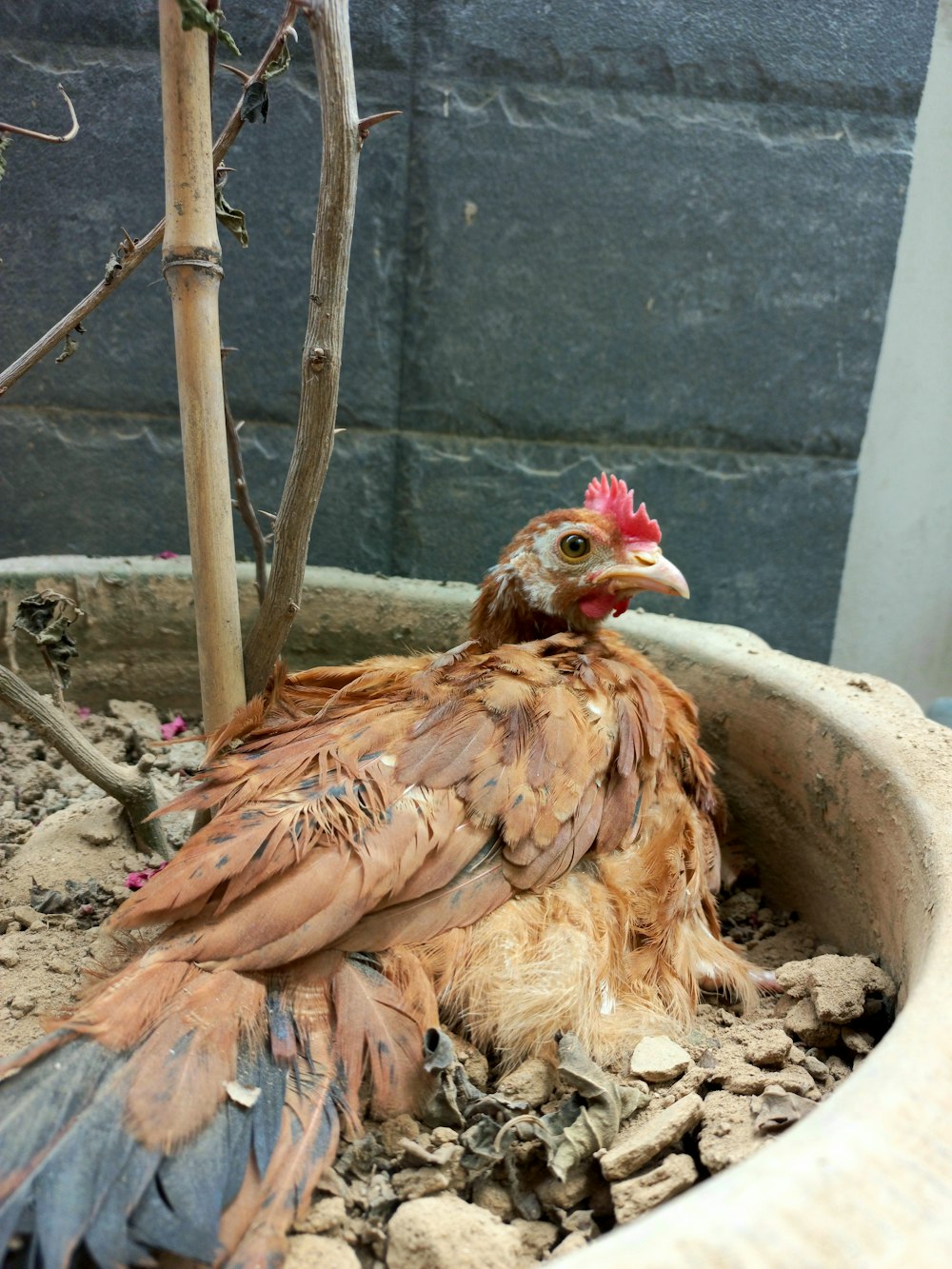 a bird that is sitting in a pot