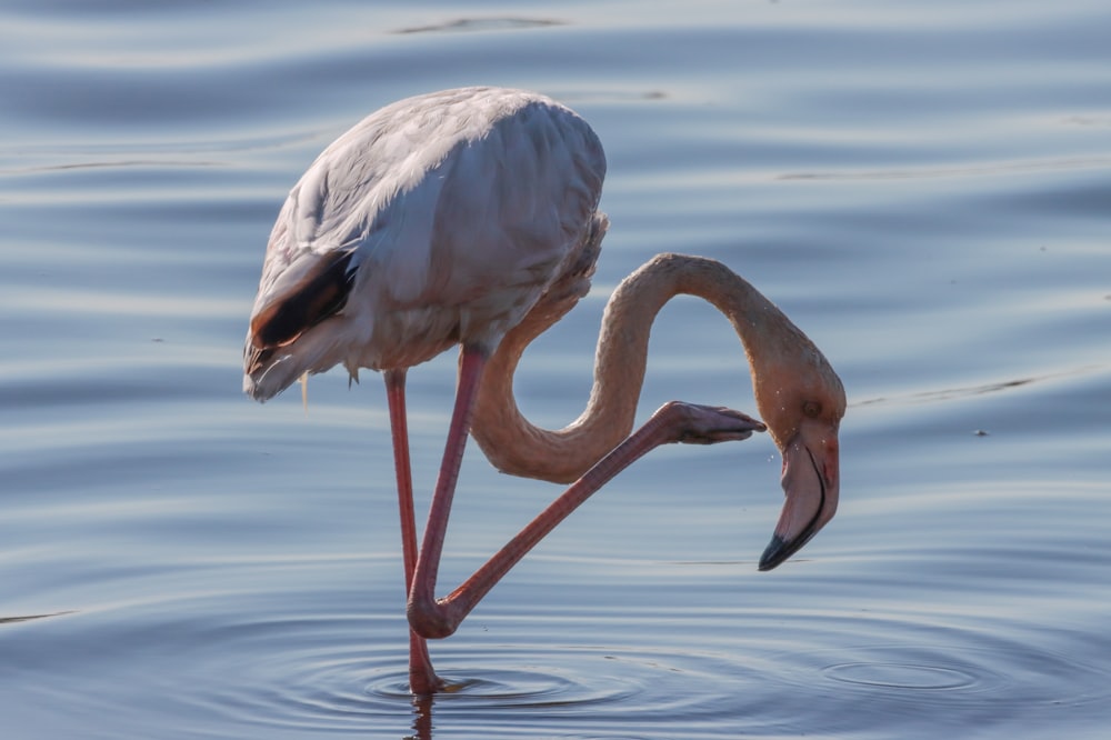 Ein Flamingo, der mit dem Schnabel im Maul im Wasser steht