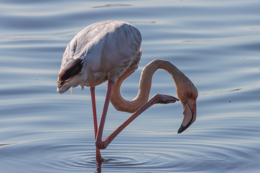 a flamingo standing in the water with its beak in it's mouth